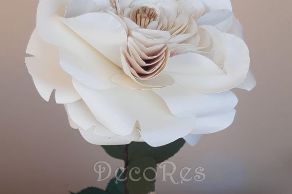 english-rose-white8ECC3730-4DC1-DC7F-7A4B-C4EFB9F972D5.jpg