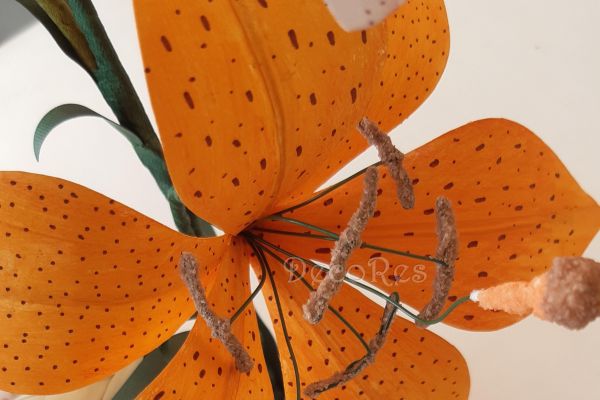 lilium-tigratoC0628D9D-57A3-06FB-00CB-EB804C67A91E.jpg