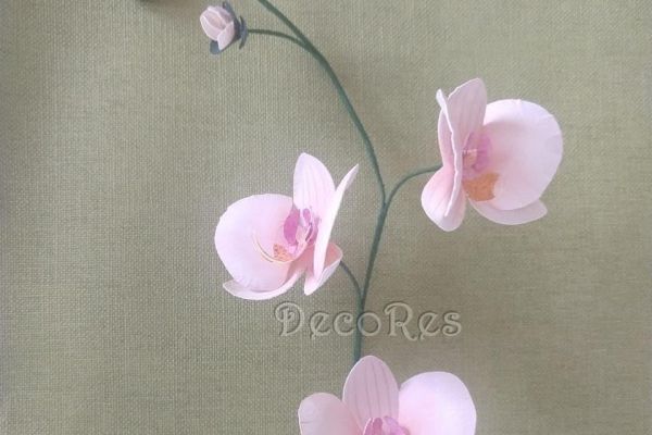 orchideaC6A81F4C-C0A8-B907-27D3-30D51CA75ECB.jpg