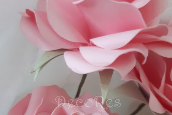 rose-roseC3904271-3F9F-ACE4-2437-0D9B3856AF50.jpg