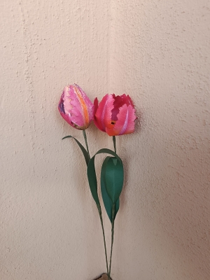 Un fiore al mese - Tulipano Pappagallo
