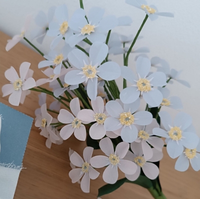 Un fiore al mese - Non ti scordar di me